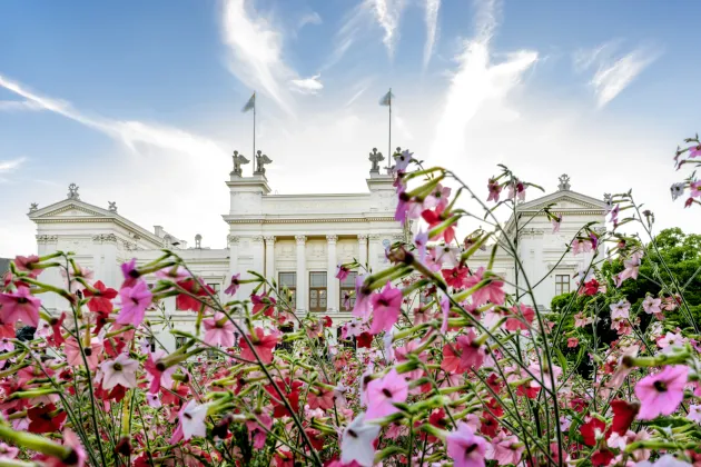 Byggnad och blommor. Foto